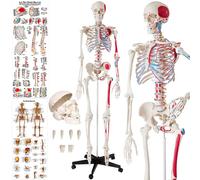 tectake Anatomic Skeleton In Life Size With Mobile Joints & 2 Anatomy Poster in White TECTAKE White