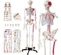 tectake Anatomic Skeleton In Life Size With Mobile Joints & 3 Anatomy Poster in White TECTAKE White