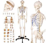 tectake Anatomic Skeleton In Life Size With Mobile Joints & Anatomy Poster in White TECTAKE White