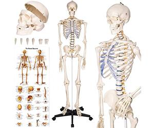 tectake® Life-Size Anatomical Skeleton, Detailed Human Skeleton Model with Removable Arms & Legs, Movable Joints, Skull with Removable Teeth, Incl. Large Anatomy Poster & Stand with Wheels - 181 cm