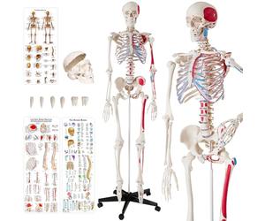 tectake® Life-Size Anatomical Skeleton Model with Removable Limbs & Flexible Joints, Detailed Human Skeleton Model, Incl. 3 Human Anatomy Posters of Bones & Muscles, Stand with Wheeled Base - 180 cm