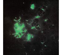 Tecture - Anomalous Materials [VINYL]