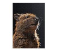 Teenagers Jigsaw Puzzles 38x26cm/1000pcs Quokka Jigsaw for Adults Brain Teaser Game But Fun And Humorous Birthday Present, Gifts, 38x26cm/1000pcs