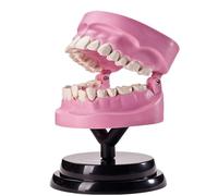 Teeth Anatomical Model Dental Teeth Model Human Tooth Structure Anatomy Model Dental Anatomy Teeth Model Teeth Teaching Demonstrate Model for Physiology Education Scientific Research