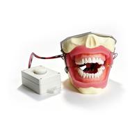 Teeth Anatomy Education Model,Dental Anesthesia Extraction Model with Buzzer for Students Practice,Oral Surgery Teaching Models