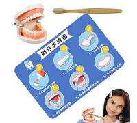 Teeth Brushing Model:Oversized Jaw Structure,Dental Education Tool,Dental Techniques Simulator đi Cleaning Techniques,Preventive Care Instructions Unit | Support