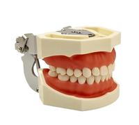 Teeth Dental Teaching Model Soft Resin Typodont Teeth Model For Dentist Practice Studying Tool Dental Demonstration Model(28 Teeth Model)