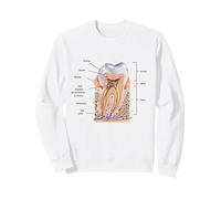 Teeth Diagram Blueprint Dentist Dental Anatomy Sweatshirt