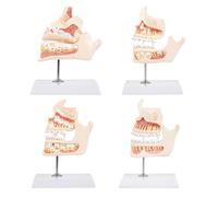 Teeth Formation Model Teeth Development Model Set PVC for Medicals Training and Childrens Orals Health Education Odontological Learning Tool