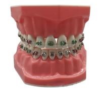 Teeth Model 3.0x2.4 Inch Realistic Typodont Dental Model with Metal Wires and Bracket for Children and Adults, Dentist Training Tool and Education Display