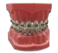 Teeth Model 3.0x2.4 Inch Realistic Typodont Dental Model with Metal Wires and Bracket for Children and Adults, Dentist Training Tool and Education Display