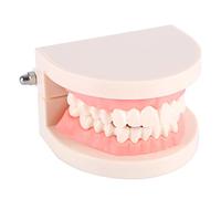 Teeth Model,Dental Teaching Research Standard Model Demonstration Teaches Children to Brush Teeth