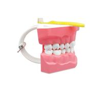 Teeth Model, Interactive Tooth For Educational Training, Demonstration Design With Movable And Toothbrush, Learning Material For Teens Kids Boys Girls Students Family Friends Youth Adults