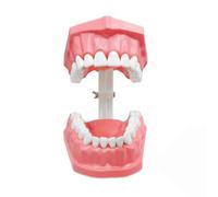 Teeth Model - Interactive Training Tool with Toothbrush for Hygiene Education, Mouth Study Aid for Students, Teens, and Family Learning, Anatomy Model Classroom, Clinic