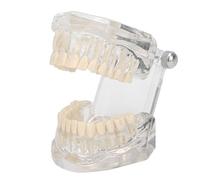 Teeth Model, Standard Transparent Acrylic Tooth Model with Adjustable Angle, Typodont Teeth Model Gingiva Visible for Anatomy Demonstration, Dental Teaching, Studying, Displaying