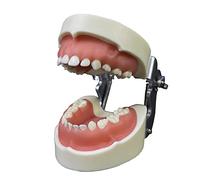 Teeth Model Teeth Typodonts Implant Study Analysis Demonstration Model Models for Patient Education Models & Educational Materials