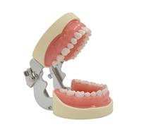Teeth Model Tooth Model with 32 Removable Teeth Soft for Typodont Teaching Practice Demonstration Removable