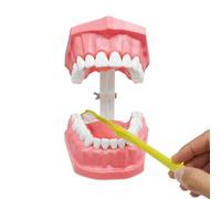 Teeth Model Toothbrush - Interactive Mouth Study Models for Educational Training, Teaching Supplies for Kids Teens Adults, Family Learning Tool for School Home Clinic 9.7x 6.1cm
