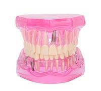 Teeth Model, Transparent Adult Dental Models, Repair Studying Dental Teeth Mode Tools, Fake Teeth Compatiable for Teaching, Research and Dental Laboratories