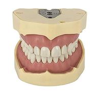 Teeth Model, with 28 Fully Removable Teeth Model, for Dental Teaching, Practice and Study