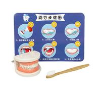 Teeth Model With A Toothbrush For Teaching Demonstration, Kids Dentist Play Set Fake Teeth Model Teaching Supplies