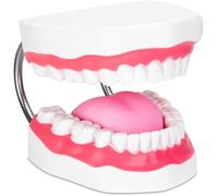 Teeth Mouth Model 6X Enlarged with Metal Hinge, Complete Set Teeth and Removable Tongue, PVC Speech Therapy Tool, for Brushing Teaching Dental and Studying