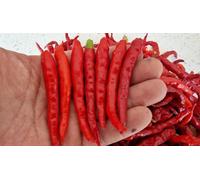 Teja S17 Chilli Seeds - 10 Fresh Seeds