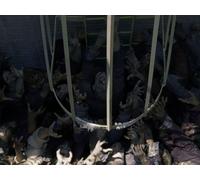 Tell It to the Frogs