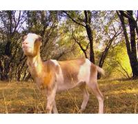 Telsha Pack Goat