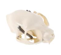 TEMPNAP Halloween Decor Cat Skull Skeleton Model Educational Anatomy for Collectors
