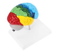 TEMPNAP Human Brain Model and Science Classroom Teaching for Neuroscience Learning Anatomy Display Right Half 1:1 Scale Pvc with Clearly Labeled Functional Areas Easy to Clean