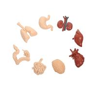 TEMPNAP Human Internal Organs Model Diy Plaything for Boys and Girls Brain Spine Body Parts Learning Kit