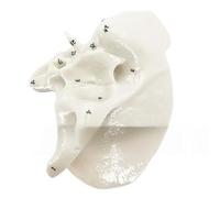 Temporal Bone Model Medicals Teaching Tool Human Skeleton Anatomy School Supplies for Study