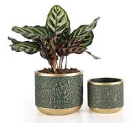 Ten-stone 6 +4.4 Inch Cement Pots with Drainage Hole for Indoor Plants (Gold/Green)