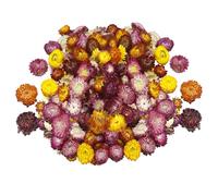 TenaLucy Autumn Decoration Dried Flowers, Table Decoration, Dried Flowers, Dried Flowers for Crafts, Home Decoration, Hallway Decoration, Flowers Decoration for Various DIY Projects, Greeting Cards