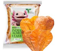 Tender Tropicals 50Pcs Axolotl Indian Almond Leaves for Aquarium 6" Catappa Leaf Litter Natural Habitat Enrichment Supports Slime Coat Health Maintains Water Quality, Tank Accessories