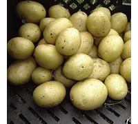 Tender Tuber, Vegetable, Potato Summer ‘Maris Peer’ Size 35/55 2kg by Thompson and Morgan (2)