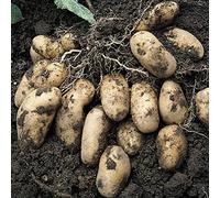 Tender Tuber, Vegetable, Potato Summer ‘Nicola Size 35/55 2kg by Thompson and Morgan (2)