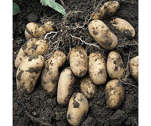 Tender Tuber, Vegetable, Potato Summer ‘Nicola Size 35/55 2kg by Thompson and Morgan (2)