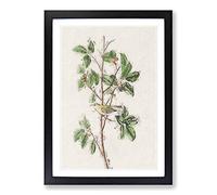 Tennessee Warbler Bird by John James Audubon Framed Print | A2 Black Framed Wall Art | Ready to Hang | Modern Nature Picture | Living Room Bedroom Lounge Office