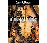 Termites: The Inner Sanctum
