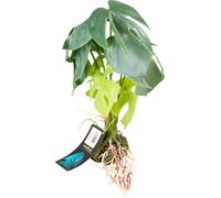 Terra Della Alocasia, Green - L
