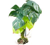 Terra Della Monstera, Green - L