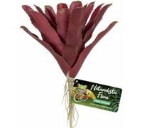 Terrarium accessories Zoomed Fireball Bromeliad BU-60