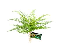 Terrarium accessories Zoomed Lace Fern BU-62E