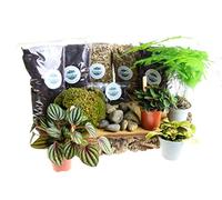 Terrarium Starter Kit Large, Complete Kit with Live Plants and Moss Included