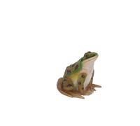 Terrastyle Green, White Resin Toad Garden Ornament (H)16.5Cm
