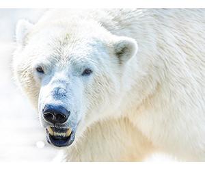 Terrestrial Mammals in the Changing Arctic