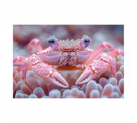 TERUEA Colour Splash Arty Animal Canvas Wall Art Bright Picture Crab Diamond Coral Background Picture Wall Decor Animals Toilet Painting Prints Home Decor(Pink)-70x100cm1 Unframed
