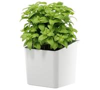 tesa Kitchen Accessory Herb Pot - Self-adhesive Hanging Pot for Fresh Herbs in the Kitchen, Drill-Free - Comes with Wall Mount Adapter - Decorative Storage for Plants - White
